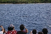 dolphin3.jpg